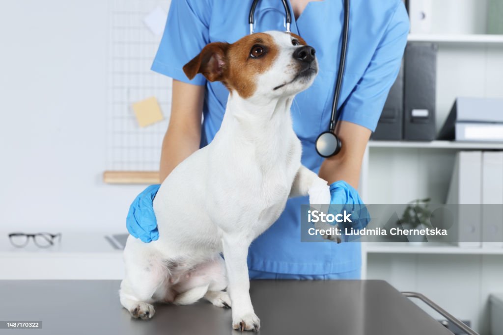 Veterinarian applying bandage onto dog's paw at table in clinic, closeup Dog Stock Photo