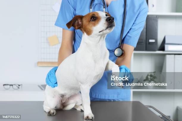 Veterinarian Applying Bandage Onto Dogs Paw At Table In Clinic Closeup Stock Photo - Download Image Now