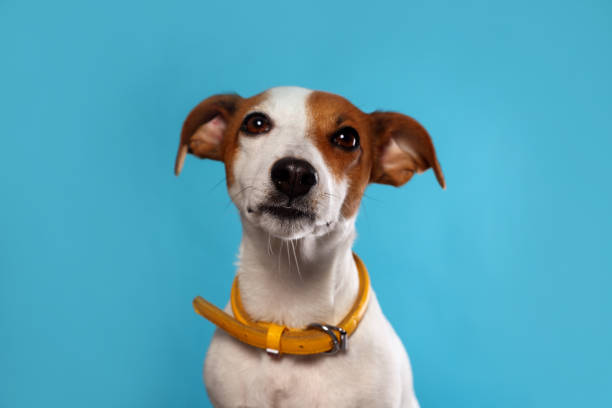 istock Adorable Jack Russell terrier with collar on light blue background 1487170491