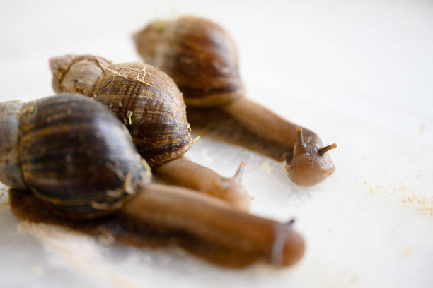 Snail race, slugs are running on food paths on white table, macro view of big garden snails at funny competition. Concept of sport, animal, speed, nature.