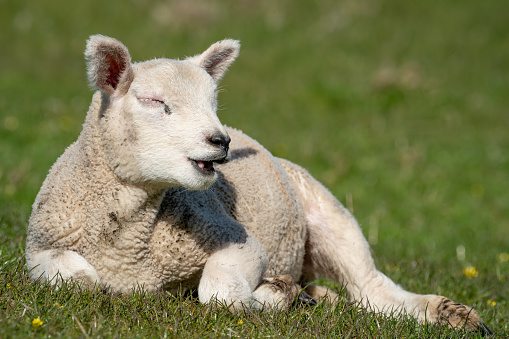 lambing season scotland