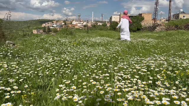 village view and woman walking among daisies blooming in the countryside in spring