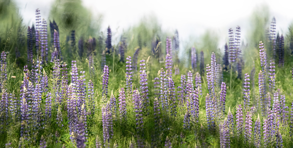 A fairytale-like meadow of purple and blue lupine or bluebonnet, soft pastel colours