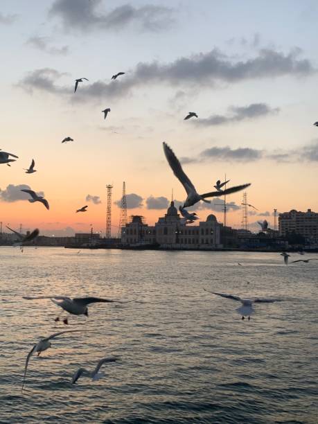 istock Beauty of winter’s birds 1487172668