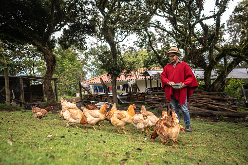 Mid adult farmer feeding the chickens in the farm