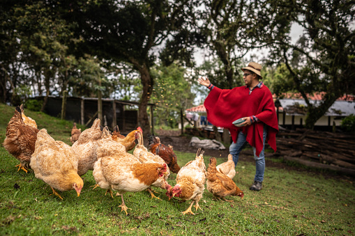 Mid adult farmer feeding the chickens in the farm