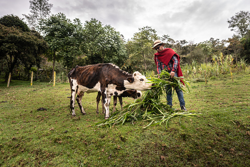 Mid adult farmer feeding the cows in the farm