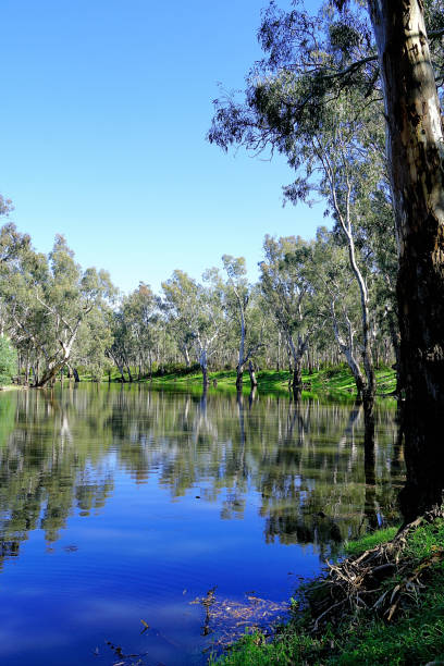 istock Lower Moira, Victoria, Australia 1487175246