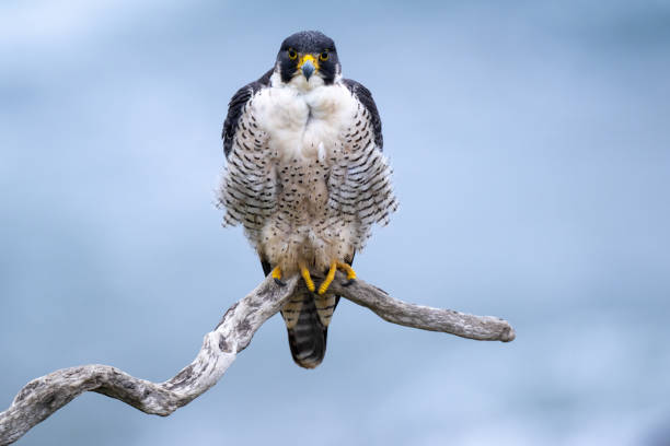 Free Stock Photo of Bird of Prey Perching on Ledge | Download Free ...