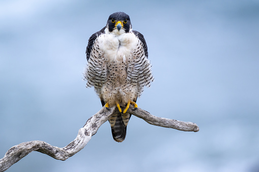 Hawk flying over Rocky Mountain Arsenal National Wildlife Refuge