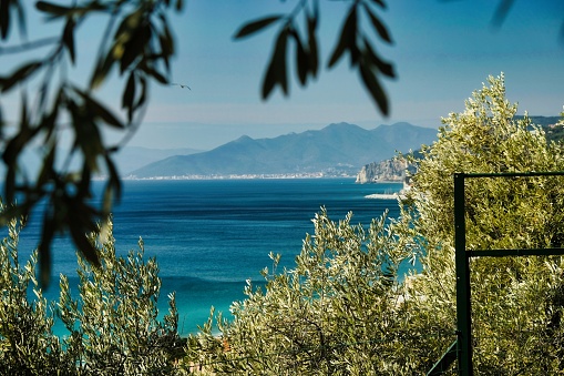 the Mediterranean maquis, the typical maritime vegetation of the coasts facing the Mediterranean Sea. in this case we are talking about the Italian coasts of Liguria