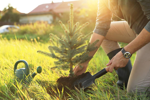 istock Man planting conifer tree in countryside on sunny day, closeup 1487178729