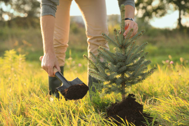 istock Man planting conifer tree in meadow on sunny day, closeup 1487178733