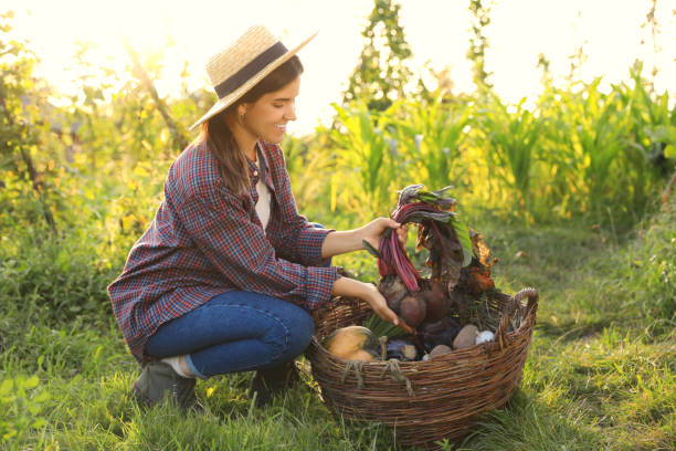 istock Woman harvesting different fresh ripe vegetables on farm 1487178777