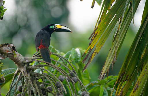 an Aracari rests in a tree in the Ecuadorian Amazon