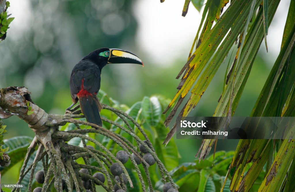 Many-banded Aracari an Aracari rests in a tree in the Ecuadorian Amazon Amazon Rainforest Stock Photo