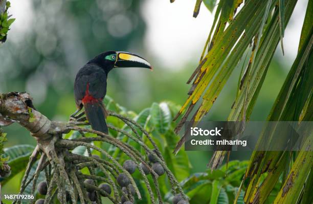 Manybanded Aracari Stock Photo - Download Image Now - Amazon Rainforest, Amazon Region, Animal