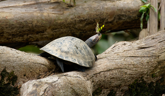 turtles sunbath in the Ecuadorian Amazon