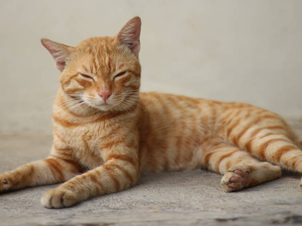 istock Sleepy red male tabby cat on the floor. 1487180378
