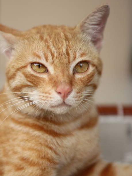 istock Red tabby cat is looking at the prey. 1487180384