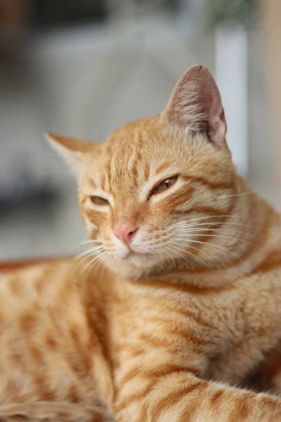 istock Sleepy red male tabby cat on the floor. 1487180394