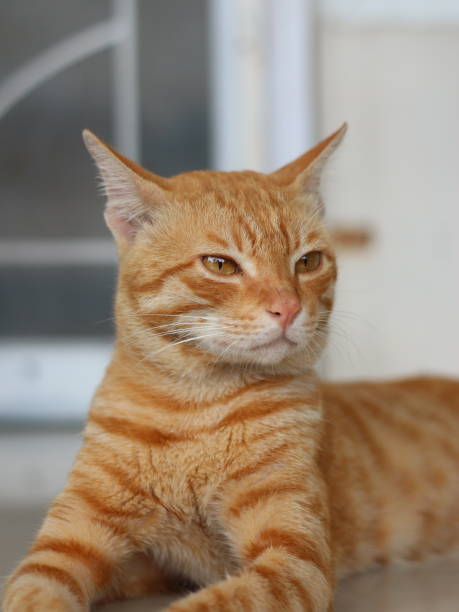 istock Red tabby cat is looking at the prey. 1487180520