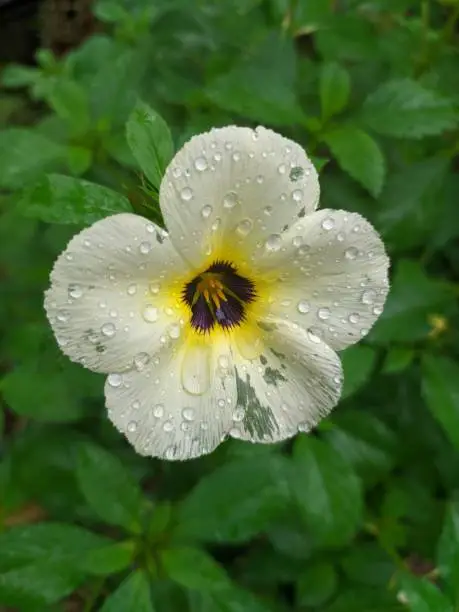 Wet flower with water afterrain and green leaves