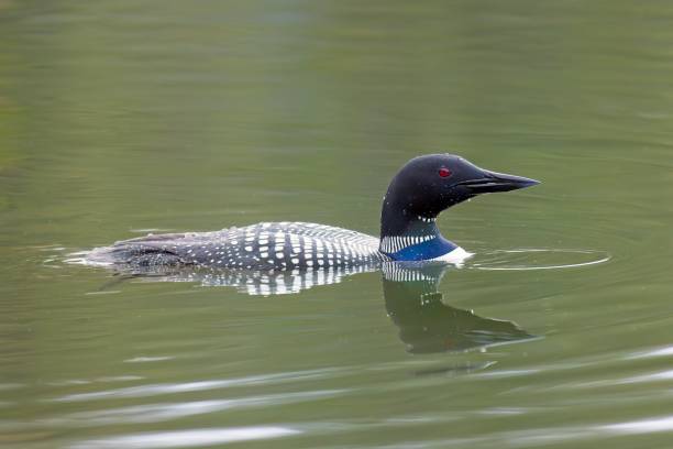istock Common loon in Fernan Lake. 1487182855