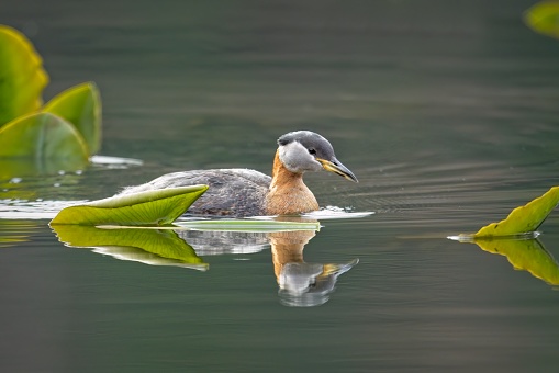 A pretty red-necked grebe swims among the lily pads on Fernan Lake in Coeur d'Alene, Idaho.