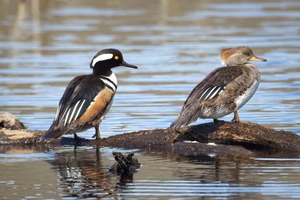 istock Hooded merganser couple perched on log. 1487182902