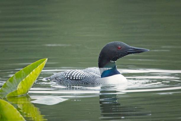 istock Loon swims by lily pads. 1487182927
