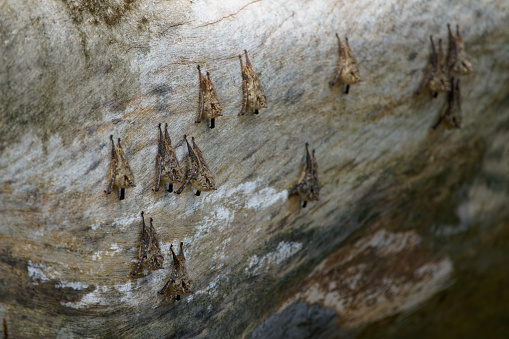 Bats hang from the side of a log in the Amazon rainforest of Ecuador