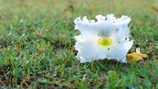 Abstract white flower of Trumpet Tree with black ants. Falling flowers on the green grass.