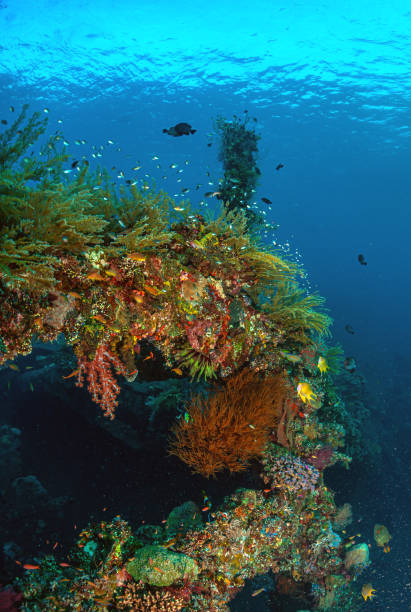 istock Coral reef South Pacific, Liberty Wreck 1487186209