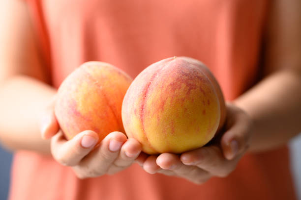 Ripe Peaches fruit holding by woman hand