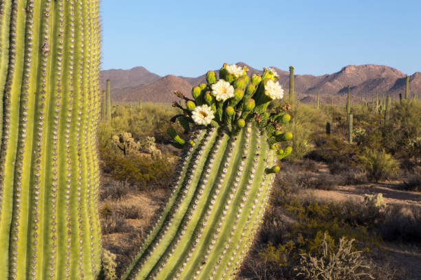 Several white lowers and flower buds of the endemic Chilean Cactus (Echinopsis chiloensis), in the Andes of central Chile