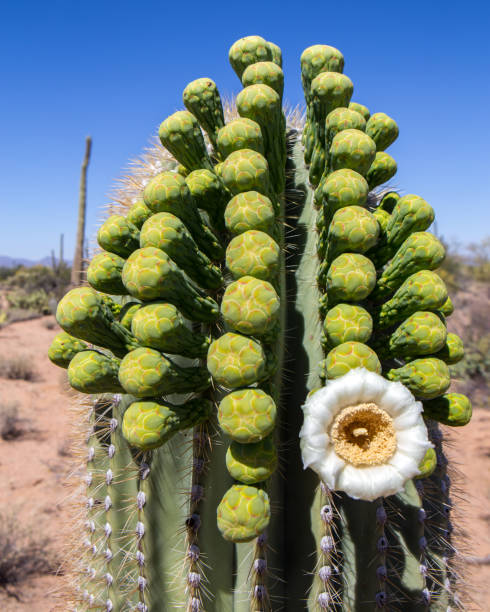 istock Saguaro with lone flower 1487187606