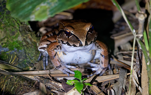 a frog searches for food at night in the Ecuado0rian Amazon Rainforest