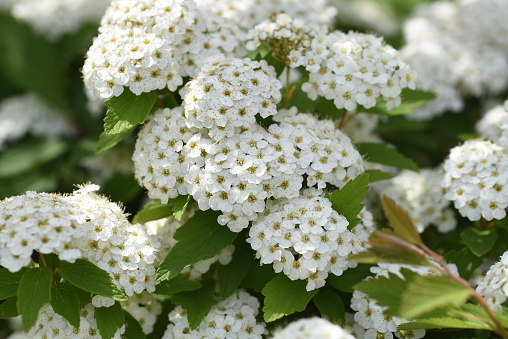 Reeves spirea ( Spiraea cantoniensis ) flowers. Rosaceae deciduous shrub native to China. Blooms from April to May.