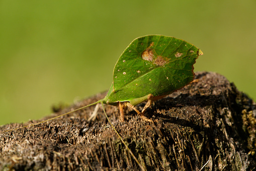a Katydid sits on a stump in the Ecuadorian Amazon rainforest