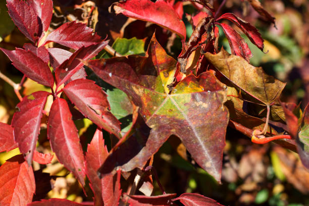 istock Red maple leaves in late autumn 1487191172