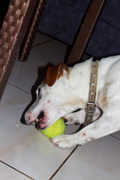 stary jack russell terrier grający z piłką tenisową w domu - chewing gum audio zdjęcia i obrazy z banku zdjęć