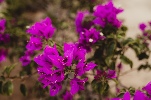 Bougainvillea purple flower as a background