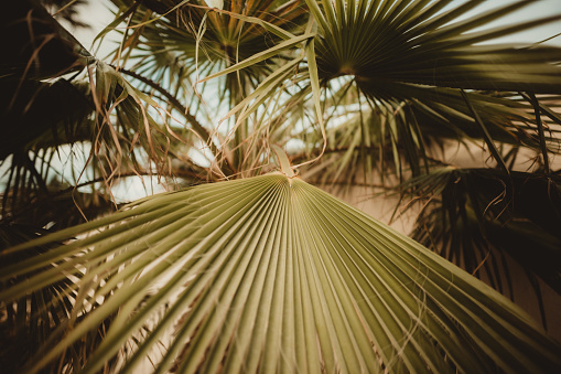 Palm tree with close up of leaves from a upward angle