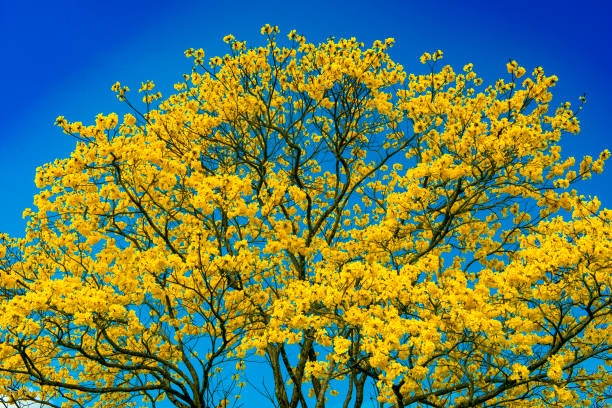 GUAYACAN, EVERYTHING FLOWERS AGAIN, LOVE AND ME