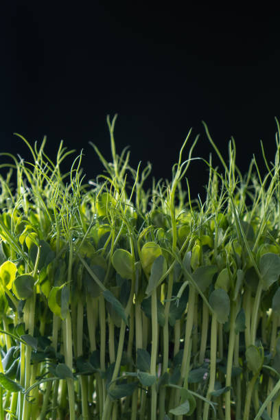 istock Microgreens domestic cultivation. Fresh dense microgreen sprouts on black wall closeup. Grown stems with green leaves. 1487192968