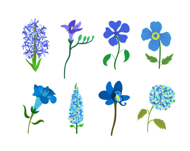 Colorful realistic flat flowers set. Blue and purple colors. Perfect for illustrations and nature education. Colorful realistic flat flowers set. Blue and purple colors. Perfect for illustrations and nature education. blue gentian stock illustrations