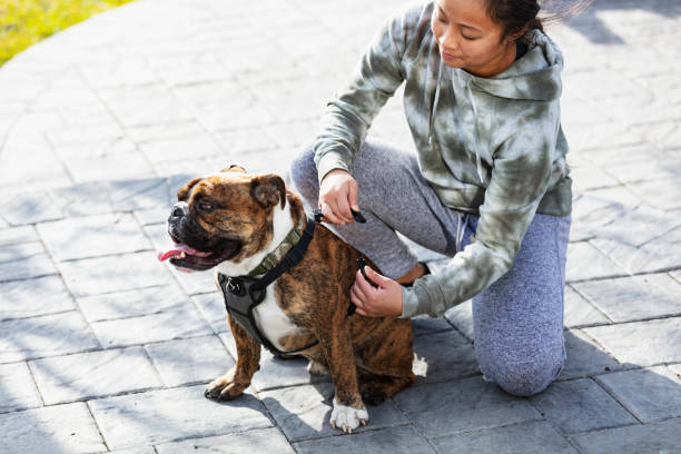 istock Young Asian woman putting harness on dog 1487195250