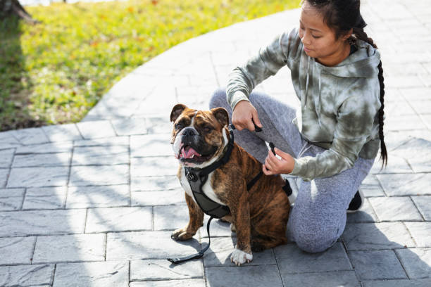 istock Young Asian woman putting harness on dog 1487195251