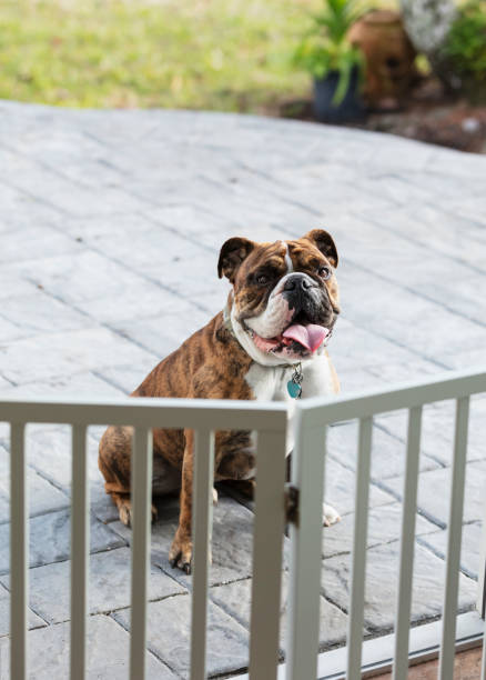 A dog sitting on the backyard patio, waiting to be let inside the house. He is at a doorway blocked by a baby gate waiting patiently.